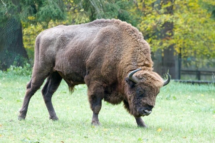 From Warsaw: Small-Group Tour to Bialowieza National Park - Key highlights worth your attention