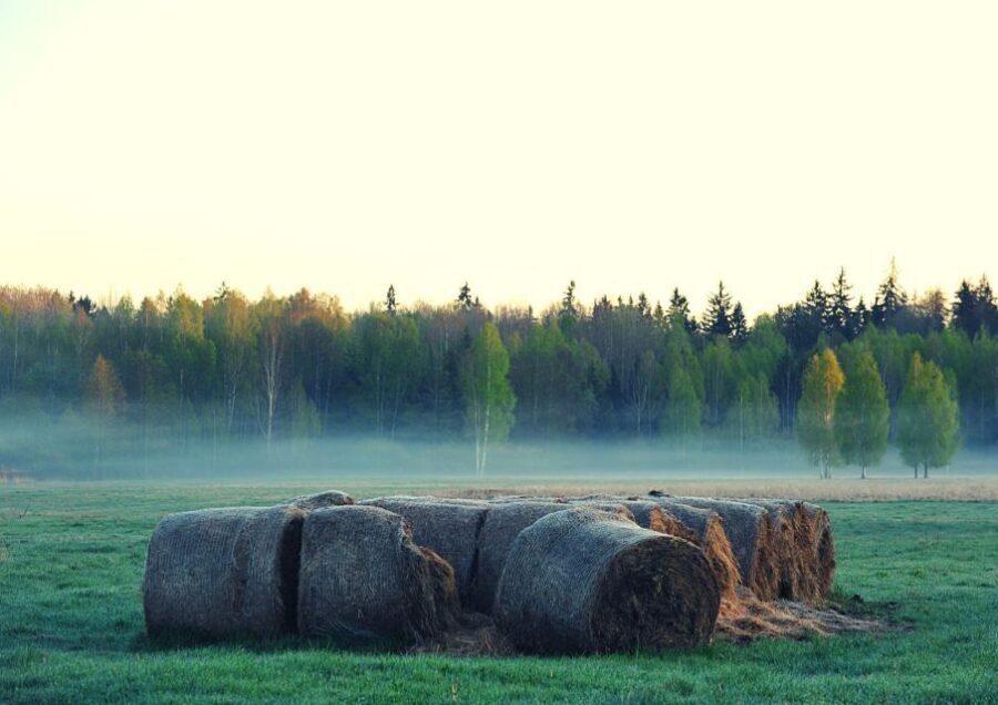 From Warsaw: Small-Group Tour to Bialowieza National Park - Price and value: is $399 worth it?