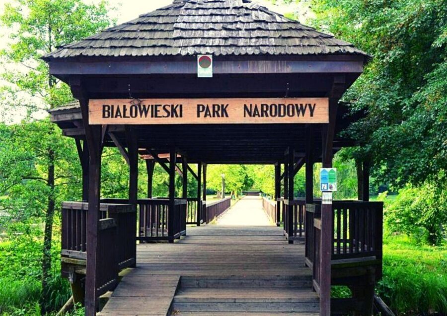 From Warsaw: Small-Group Tour to Bialowieza National Park - Seeing European bison up close, plus the rest of the reserve