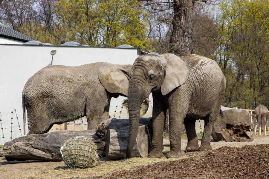 Warsaw Zoo Skip-the-Line Entry Ticket with Private Transport - FAQ