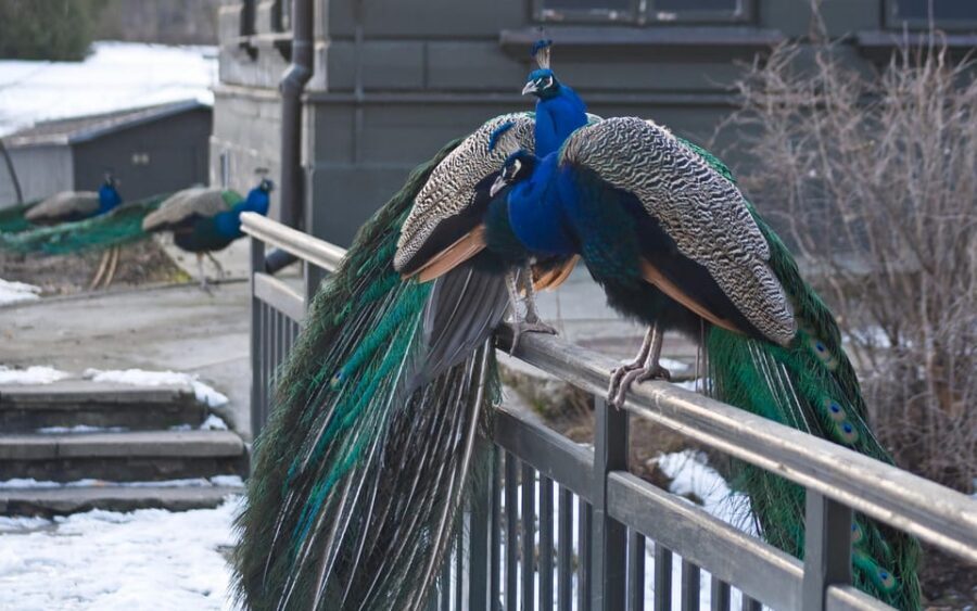Warsaw Zoo Skip-the-Line Entry Ticket with Private Transport - Inside Warsaw Zoo: Animals You Can Actually Plan Around